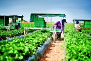 Thông tin cảnh báo ngăn chặn tình trạng lừa đảo đưa lao động Việt Nam đi làm việc tại Ô-xtrây-li-a trong ngành nông nghiệp